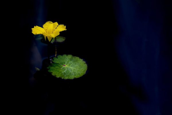 flower, lotus, nature-5217356.jpg